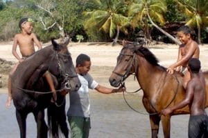 horse in Nosy Be