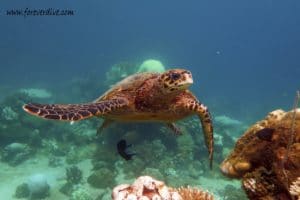 Diving in Nosy Be