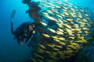 Diving in Nosy Be