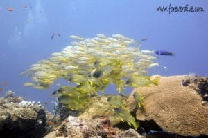 Diving in Nosy Be