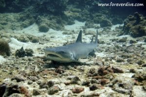 Diving in Nosy Be