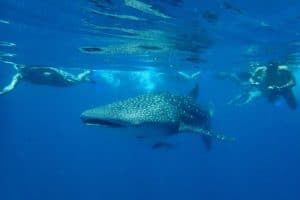 Nosy be whale sharks