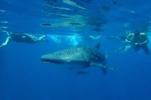 Requins baleines nosy be